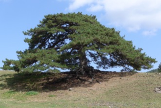Róbolo/Balkan Pine